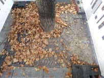 C:\Users\OVaupel\Desktop\WBH  S\Baumscheiben Innenstadt\PA190027.JPG